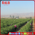 Bulk dice wholesale goji berry ningxia goji Berry makes goji berry extract Top quality